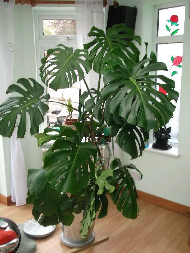 龟背竹叶子发黄脱落怎样挽救,龟背竹叶发黄怎么办呢