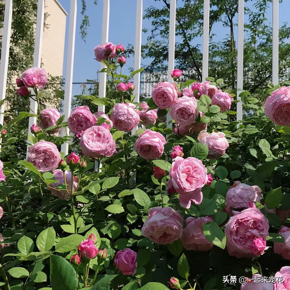 月季花质量排行榜,十大高颜值月季