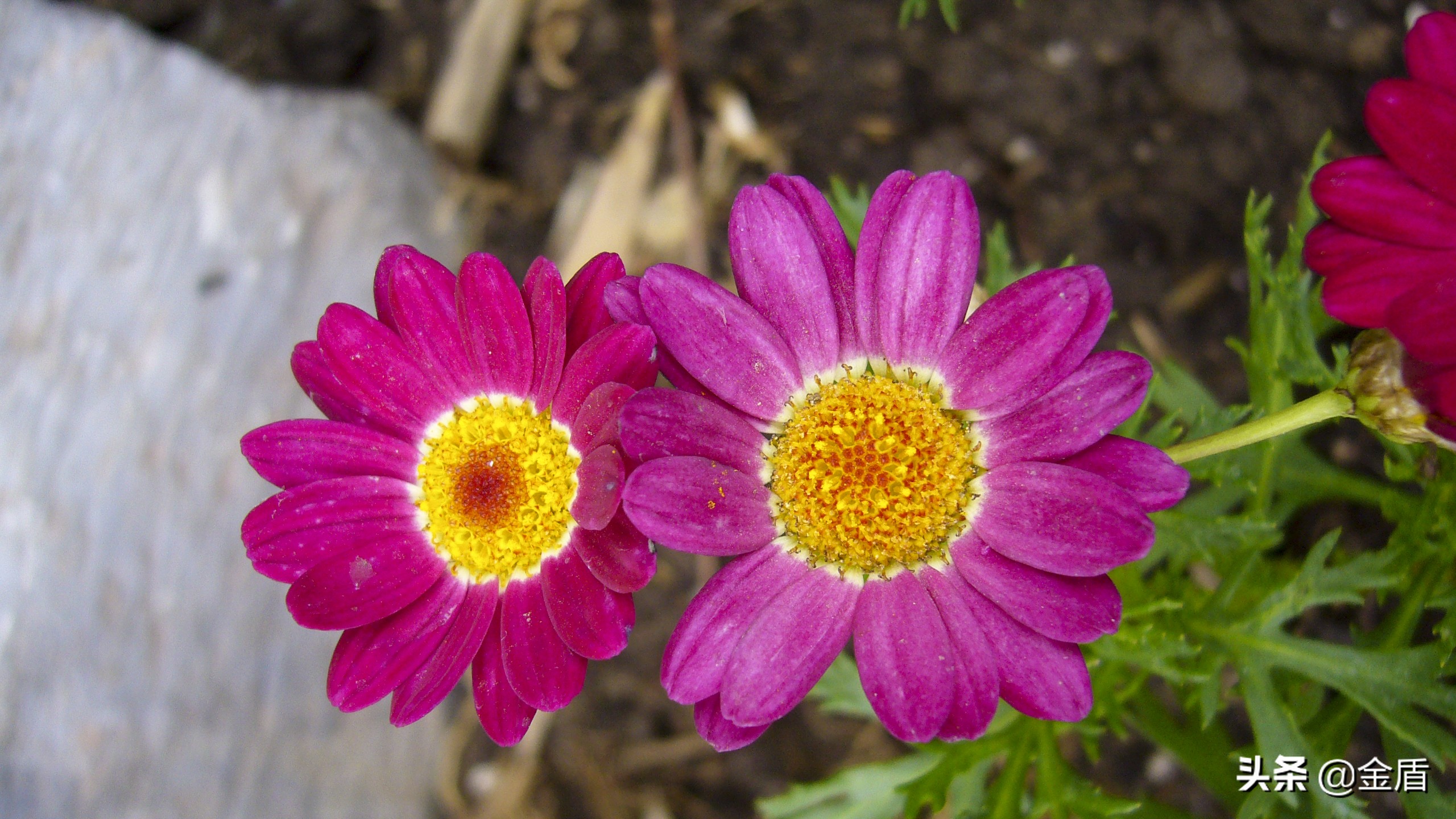 茼蒿花漂亮,木茼蒿花简介