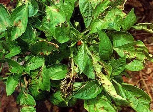 细菌感染治疗不彻底,作物细菌病害用什么药