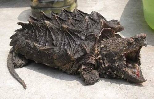 鳄龟的天敌是谁,鳄龟在野外几乎没有天敌