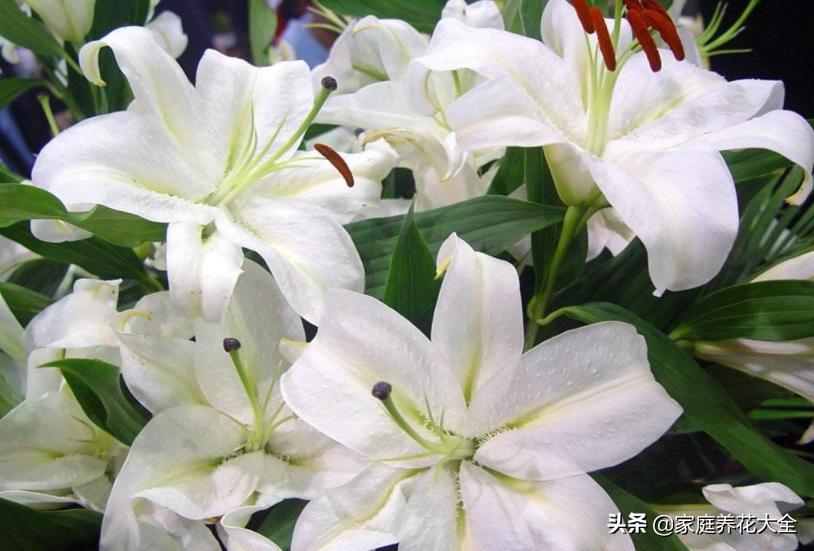 新手种花最怕什么,新手种植什么百合最好