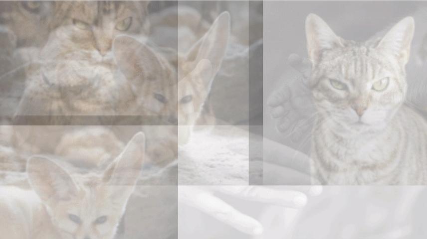 ppt排版设计技巧ppt制作培训教程,ppt多图经典案例排版