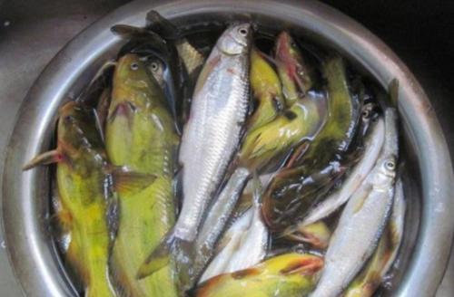 黄颡鱼用几号钩最好,黄颡鱼怎么打饵