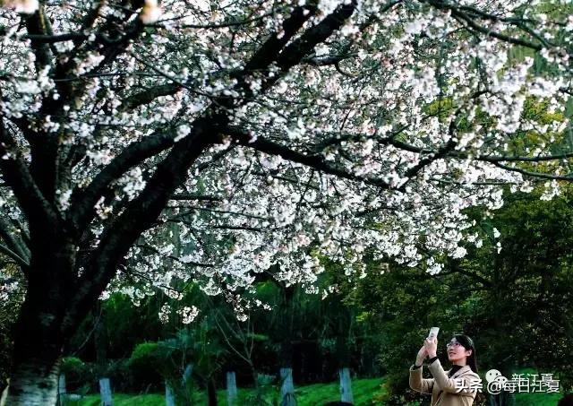 樱花这几天是不是开了,这两天樱花谷的樱花开了吗