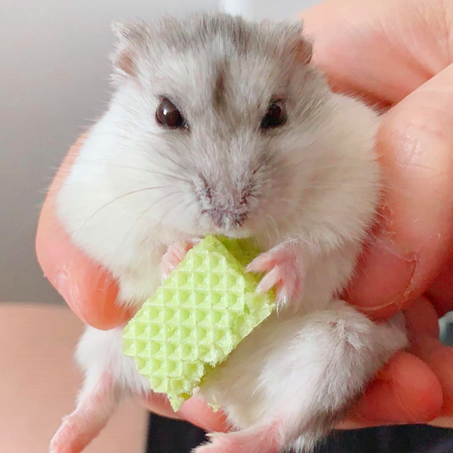 仓鼠迅速变胖,仓鼠各种反应看完懵呆了