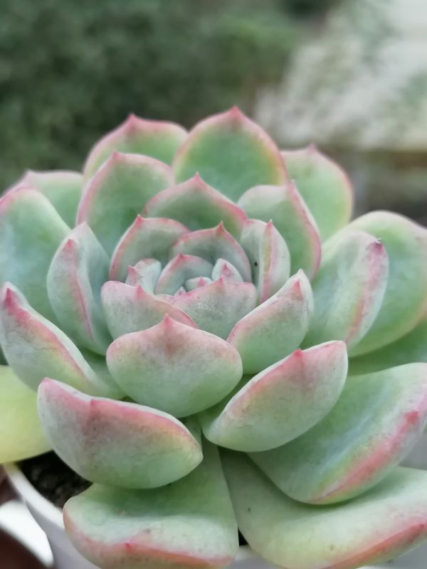 秋风为“女王”抹上粉粉的腮红