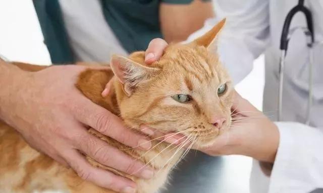 如何科学饲养猫咪，宠物医生总结出了这8方面的常识和注意事项