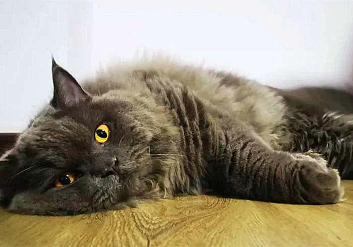 猫咪肥厚性心脏病多久可以恢复,猫咪心脏病一天不吃药有没有关系