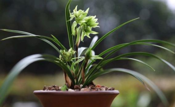 给兰花施肥，高手都是自己“调配”，偷偷告诉你“配方”，特好用