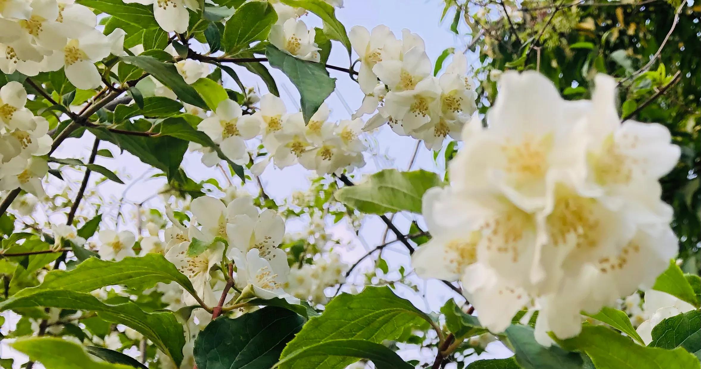 具有传奇故事的太平花你听说过吗？见过吗？