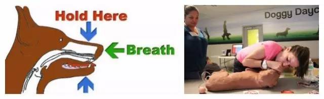 狗狗常见的意外事故及急救方法,狗狗意外伤人怎么治疗