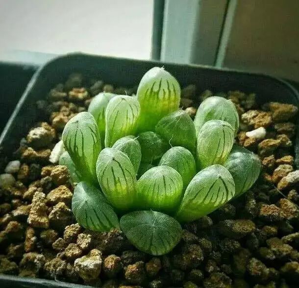 多肉早安图片大全,多肉大全100图