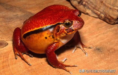 海洋公园特价35元起,快来唤醒来自世界各地的海洋居民吧!