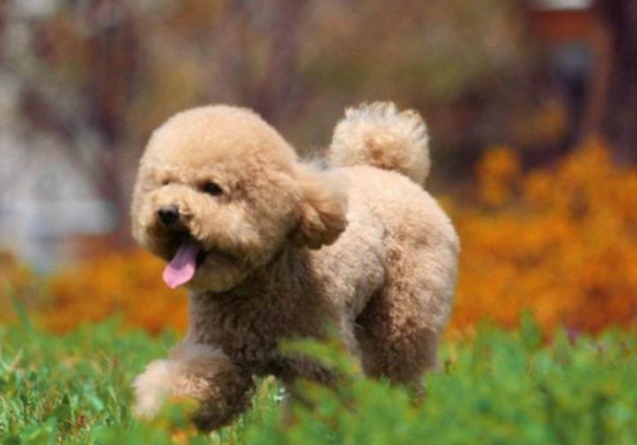 泰迪三个月大需要吃钙吗,泰迪能补钙吗