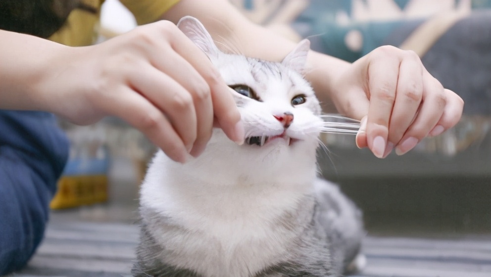 手把手教你挑选到性格超好的猫咪,怎么挑好猫的方法大全