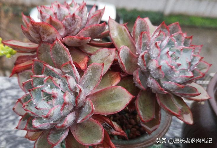 多肉越养越小还掉叶子怎么办,多肉越养越小是怎么回事