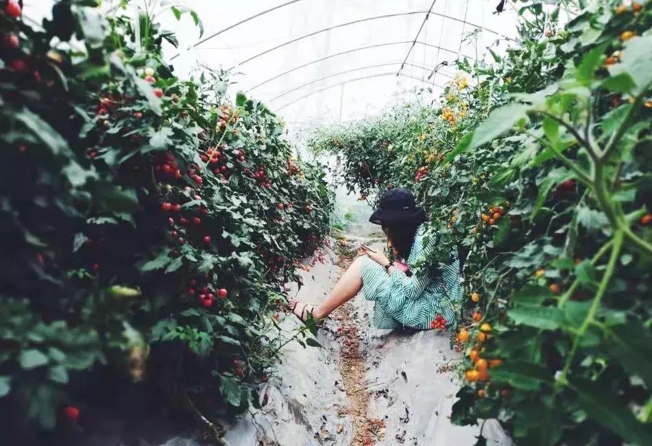 被“致富经”忽悠养殖野鸡，没想到失败以后反而成了番茄大王