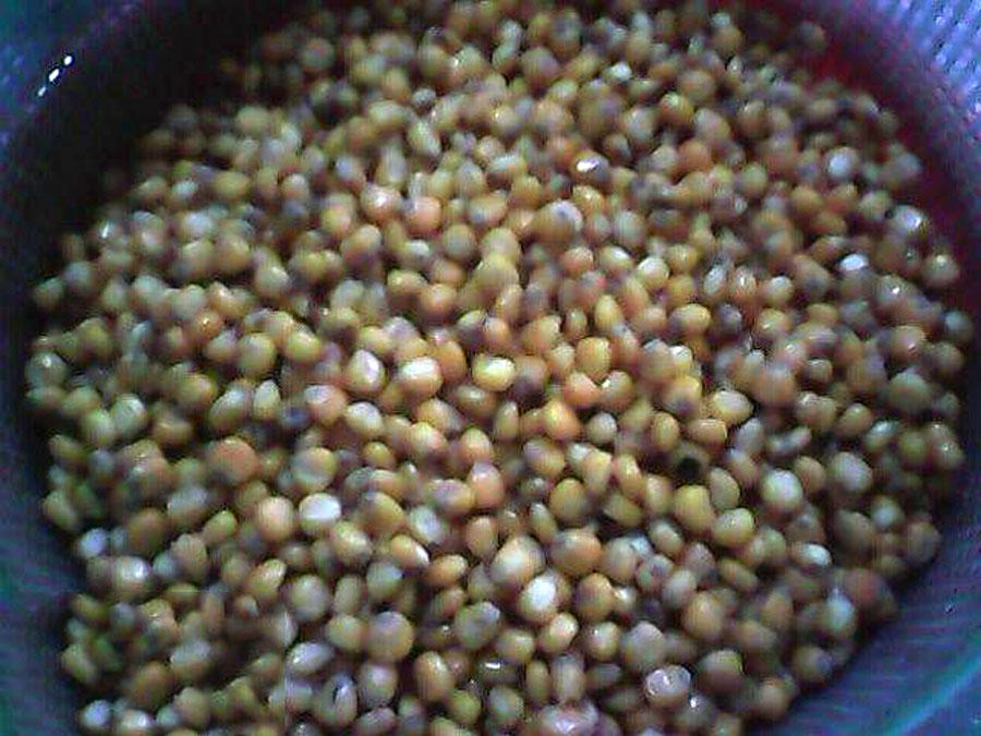 用玉米钓鱼总是空军,为什么用玉米老是钓鲤鱼