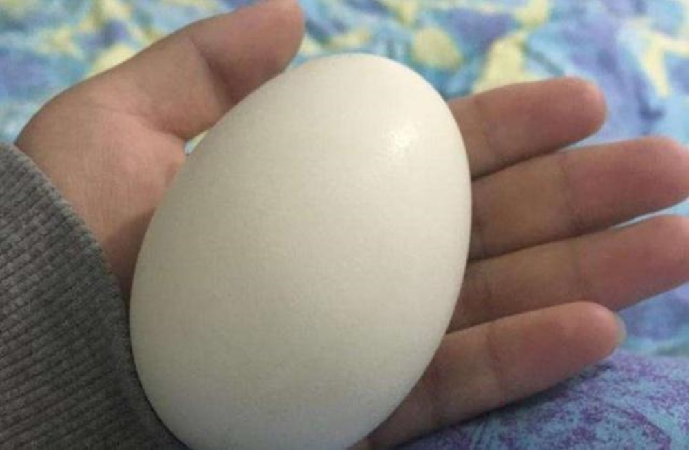 宝宝鸡蛋鹌鹑蛋哪个营养,鸡蛋鸭蛋鹌鹑蛋鸽子蛋哪个好