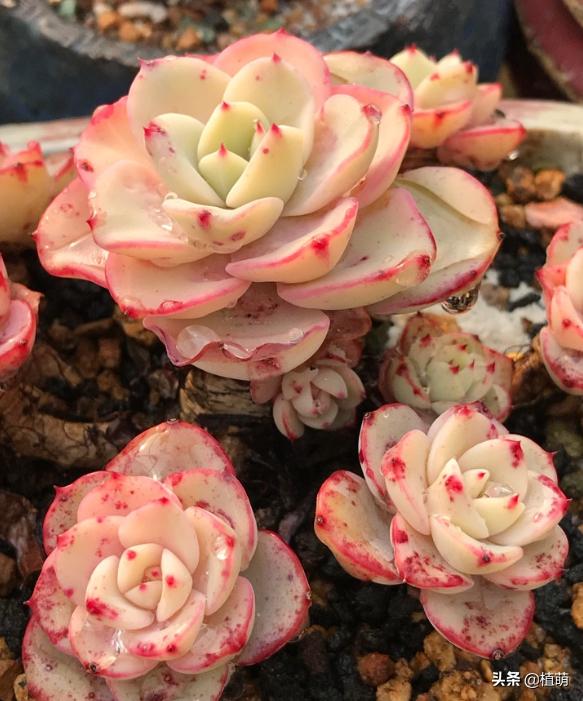 奶油黄桃怎么养出状态,奶油黄桃怎么单头变多头