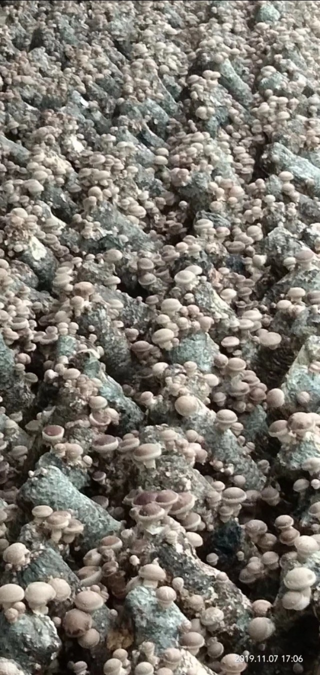 关于香菇出菇技术的视频,香菇不出菇如何解决