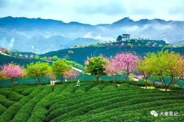 茶旅之路,茶旅最佳治愈方案