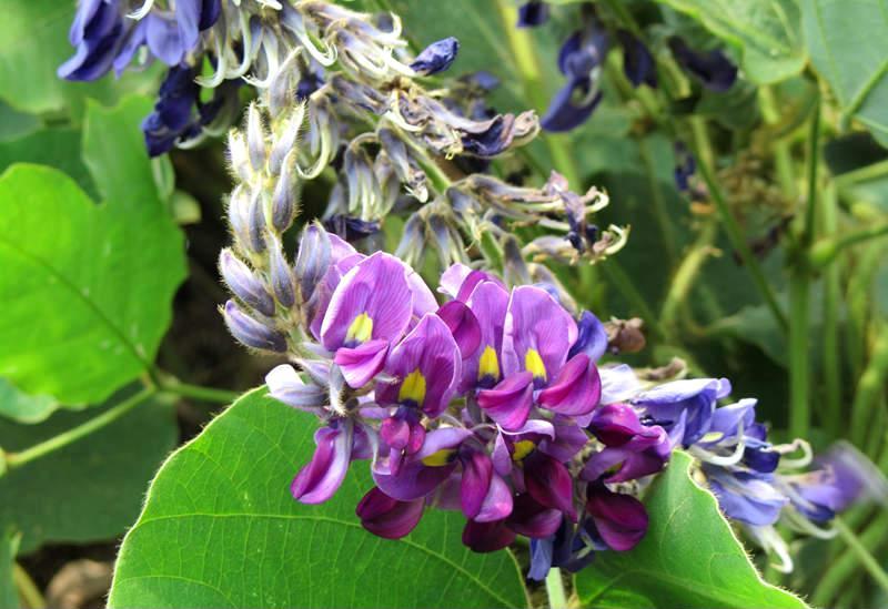 纯天然野生的葛根,野生葛根全株图片