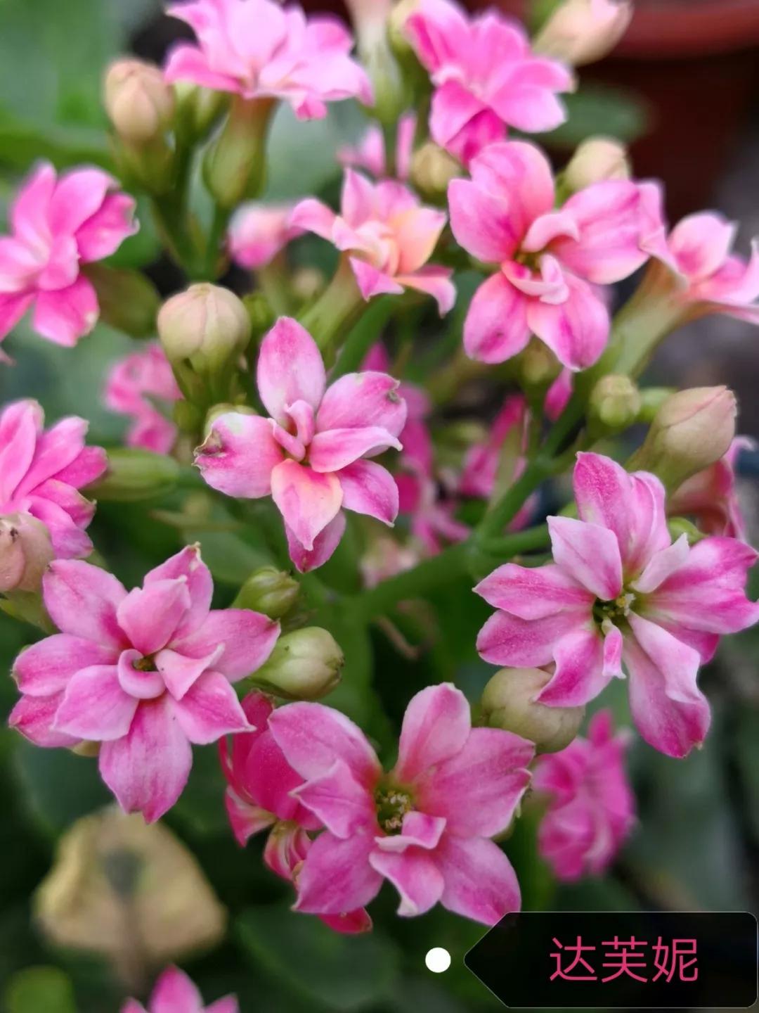 长寿花，寓意好、开花漂亮，花期长，品种多达300个