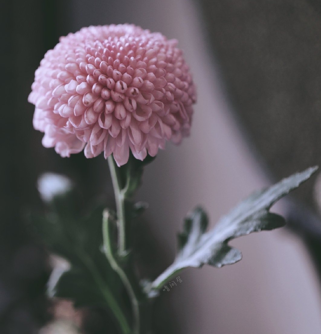 中医讲吃冰激凌,一吃冰淇淋就发烧拉肚子