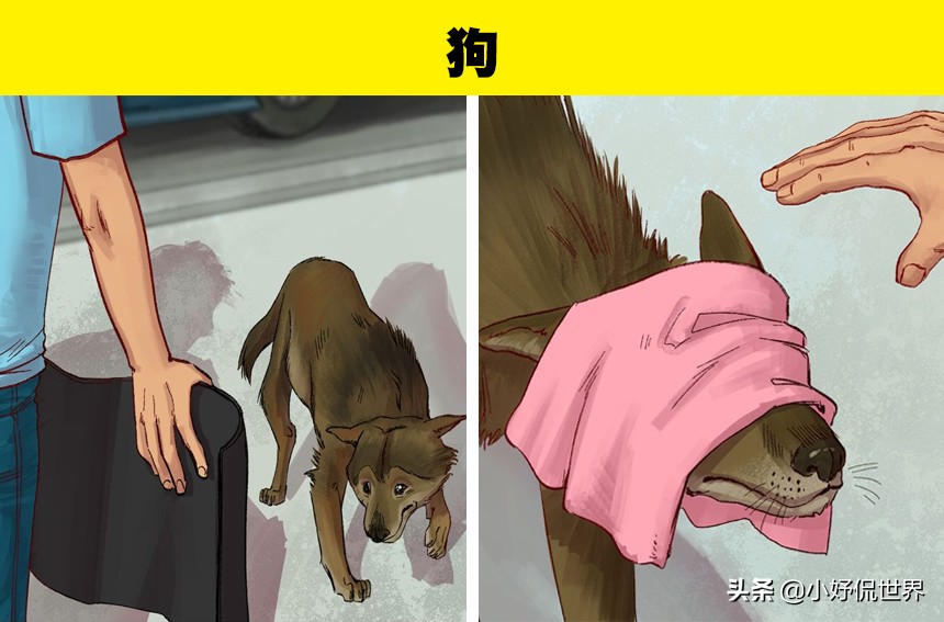 动物受伤处理视频,国家二级保护动物受伤了怎么处理