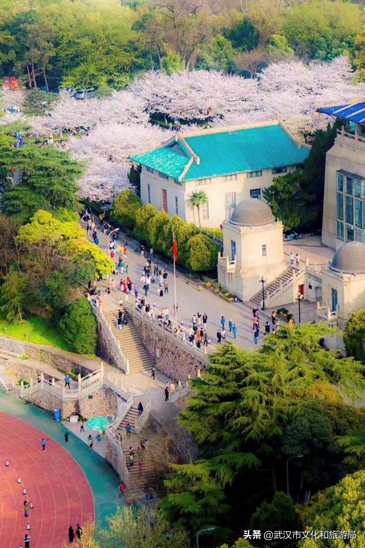 十大赏樱花胜地,武汉免费赏樱地推荐