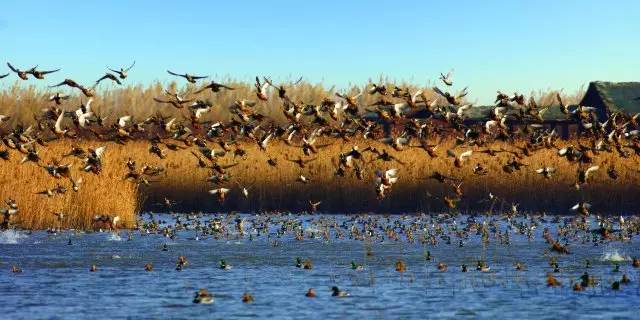 这才是正宗上海最好的牛肉,这才是上海最好吃的牛杂