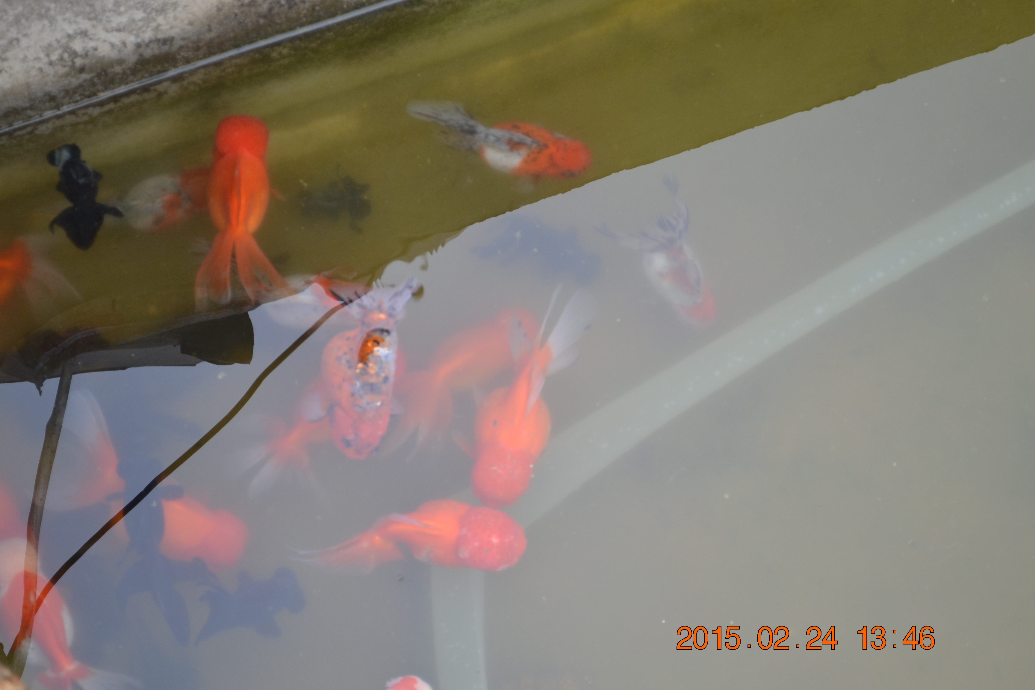 湖南最好的锦鲤养殖基地,湘潭锦鲤养殖