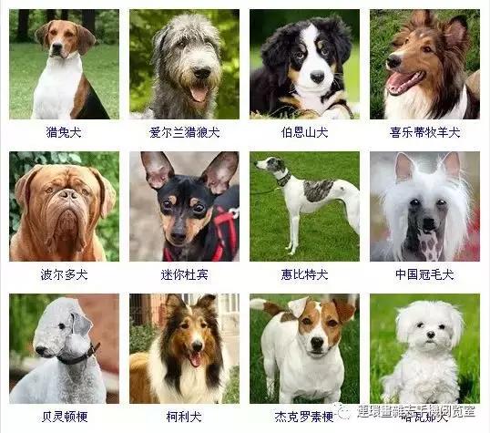 狗狗品种大全卡斯罗,雪纳瑞