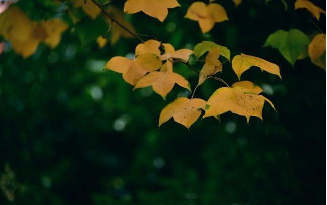 词牌鹧鸪天适合写什么,鹧鸪天词牌有几种格律