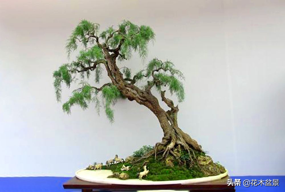 适合客厅养的盆景植物,茶桌上养什么盆景植物