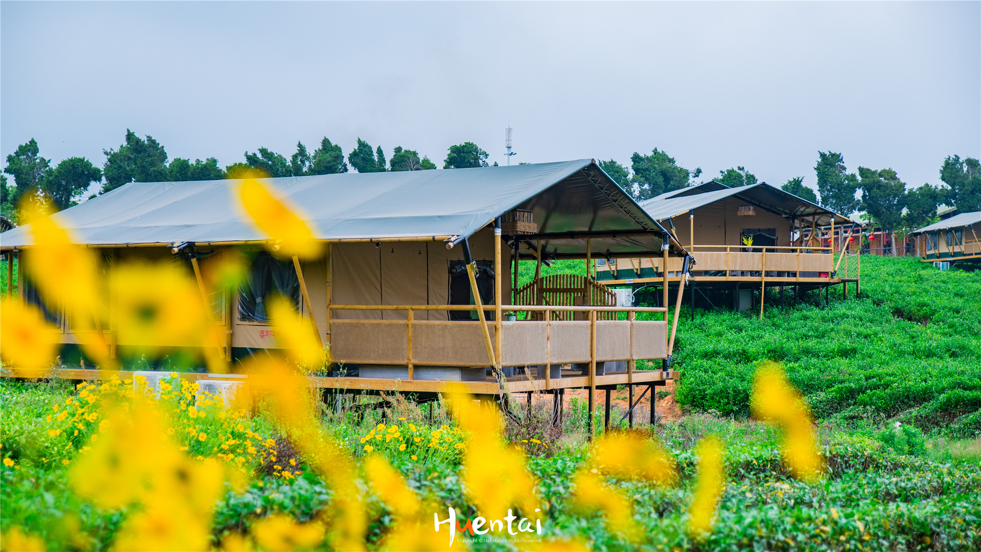 住星空帐篷吃土灶饭，看孔雀开屏，这个520就要来点不一样