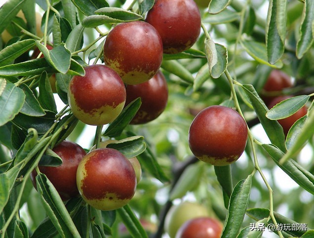 冬枣为啥是沾化特产,沾化冬枣几月成熟