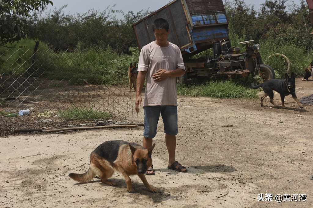 东德放羊狗出售,山西牧羊人养羊收入