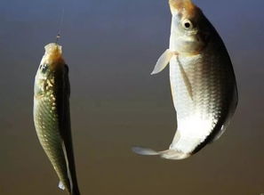 防止钓鱼脱钩跑鱼口诀,钓鱼怎么防止脱钩