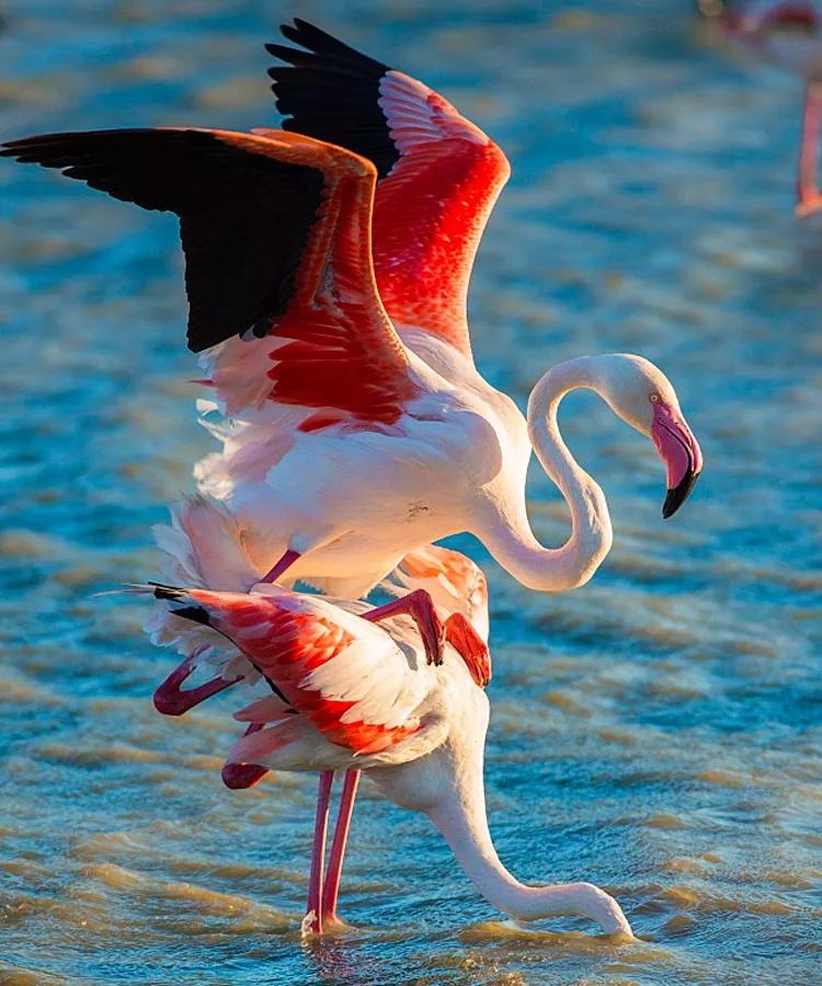 世间稀有的白色长颈鹿母子，在非洲被残忍猎杀，发现时只剩骨骼