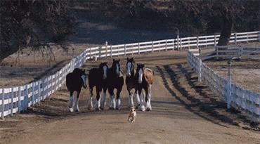 大叔刷百万礼物,大叔刷100万见网红