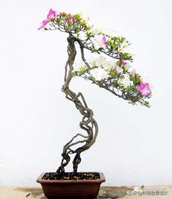 以根代杆下细上粗式盆景图片,各种老根盆景