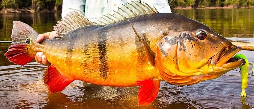 世界十大凶猛淡水鱼类,顶级淡水鱼类