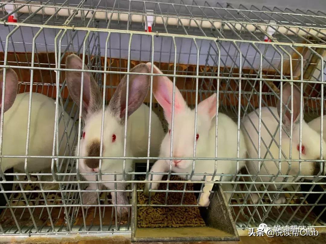 连成都人都赞不绝口的兔头空降安顺！这些兔兔还是安顺人自家养的