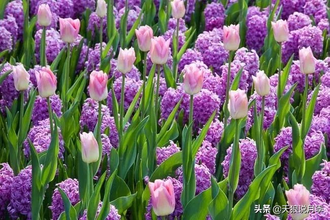 狼家球根怎么样,狼家球根上市了吗