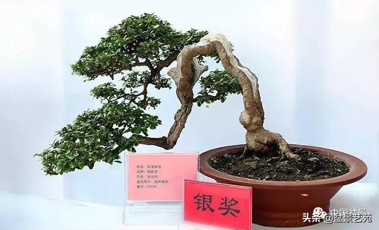 推荐36种好养的盆景植物,茶桌上养什么盆景植物