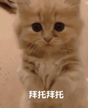 猫咪身上哪些部位不能碰水,猫咪身上的四个弱点