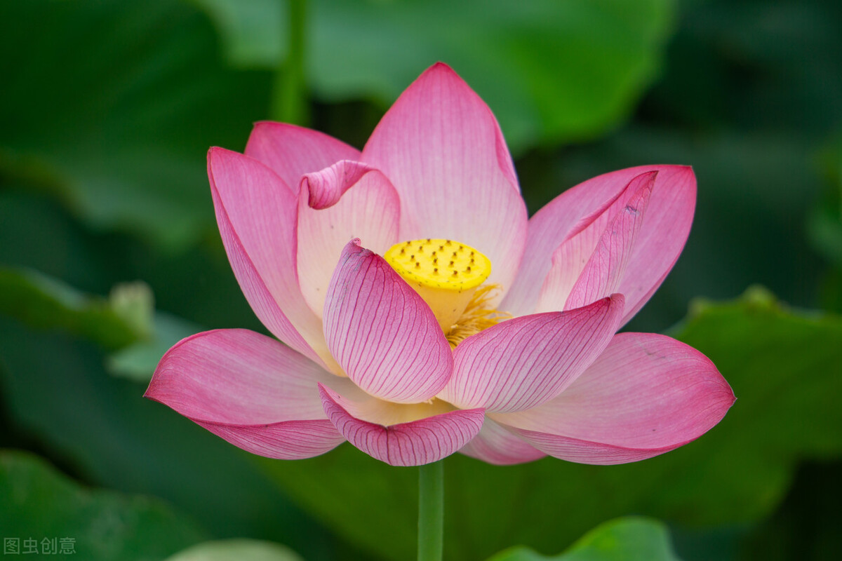 《鬼谷子》系列第二十二章，谋篇（2）